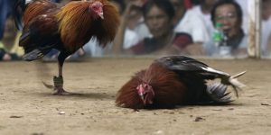 Đá Gà C4 – Trường Đấu Cựa Sắt Khốc Liệt Nhất Tại Jun88